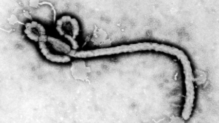 13058-virus-ebola