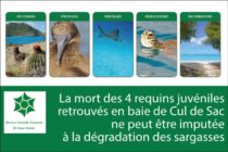 Environnement – La mort des 4 requins juvéniles retrouvés en baie de Cul de Sac ne peut être imputée à la dégradation des algues “sargasses”