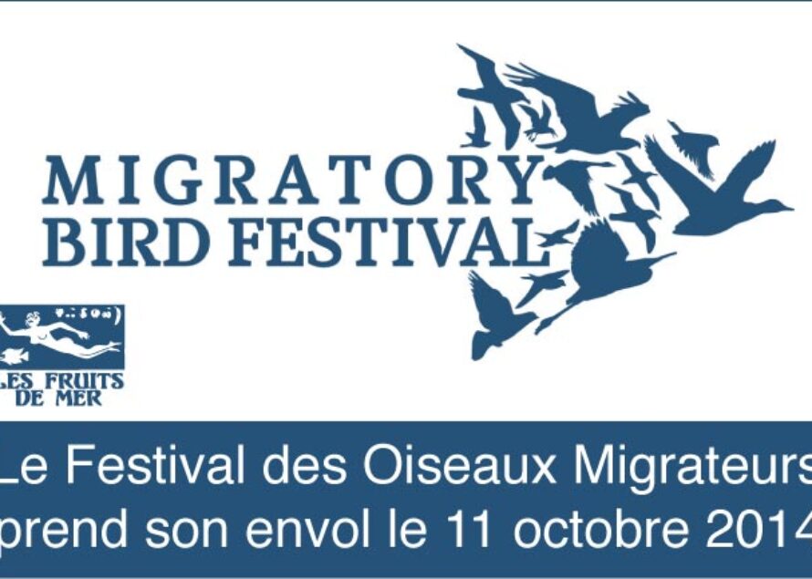 Environnement – Le Festival des Oiseaux Migrateurs de Saint-Martin prend son envol le 11 octobre 2014