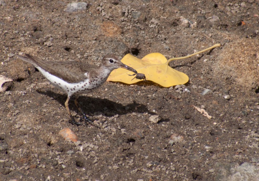 spotted-sandpiper