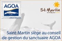 Environnement – Saint-Martin siège au conseil de gestion du sanctuaire AGOA
