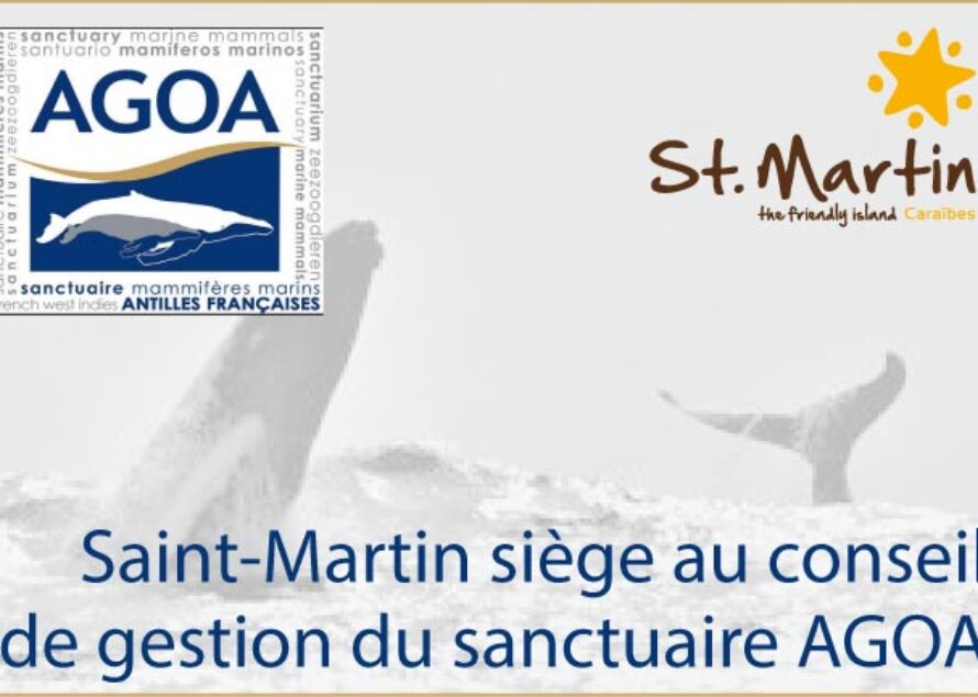 Environnement – Saint-Martin siège au conseil de gestion du sanctuaire AGOA