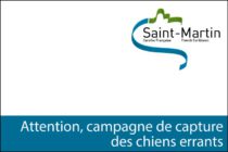 Saint-Martin – Prochaine campagne de capture des chiens errants