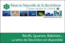 Saint Barthélemy : La lettre de la Réserve Naturelle est disponible