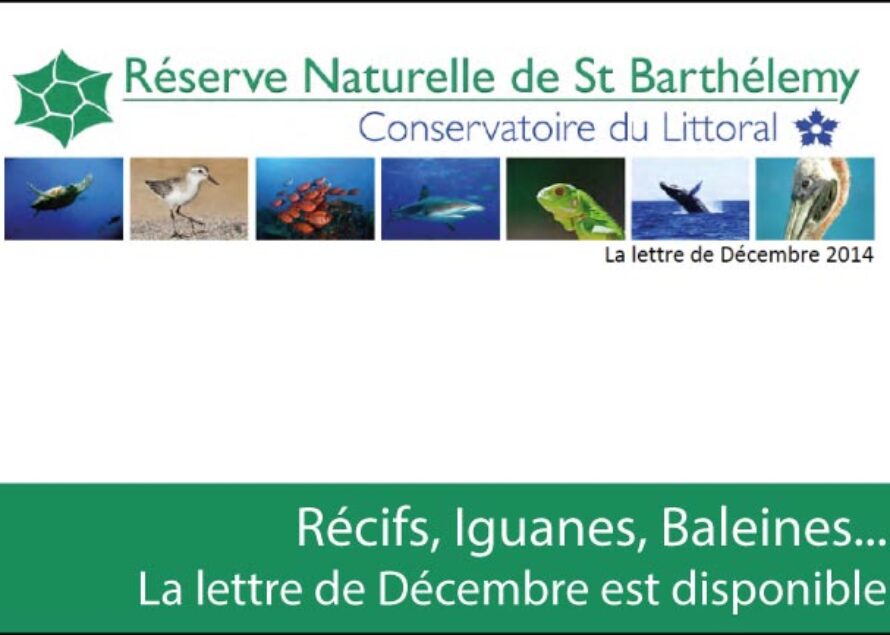 Saint Barthélemy : La lettre de la Réserve Naturelle est disponible