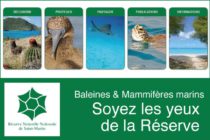 Saint-Martin : La saison des baleines débute