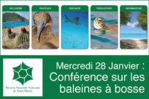 Saint-Martin : Conférence sur les baleines à bosse