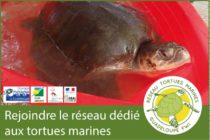 Les tortues marines ont aussi leur réseau : Réseau Tortues Marines de Guadeloupe