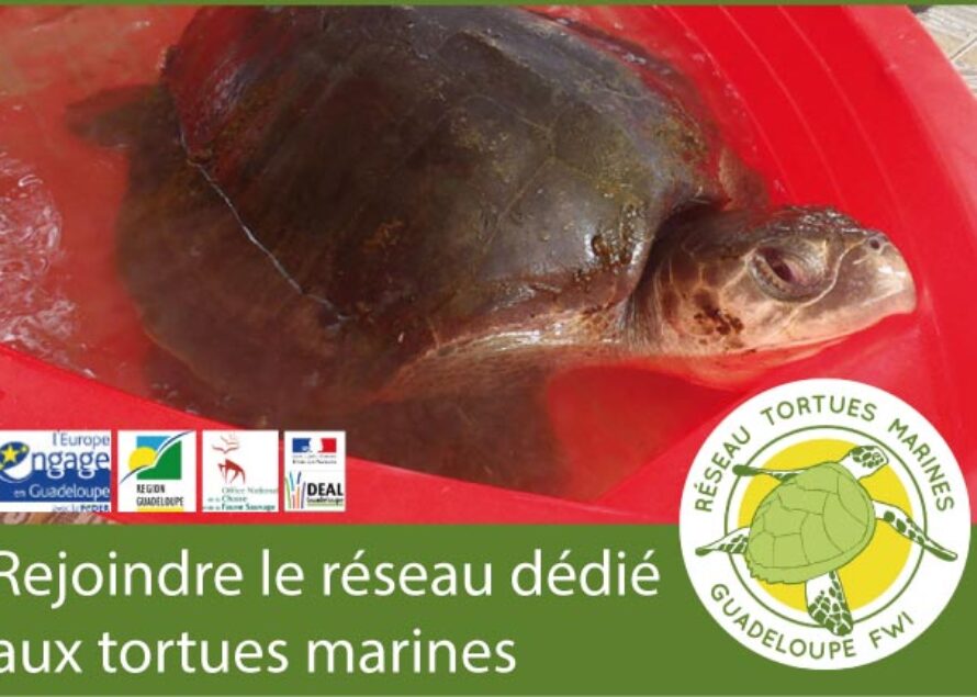 Les tortues marines ont aussi leur réseau : Réseau Tortues Marines de Guadeloupe
