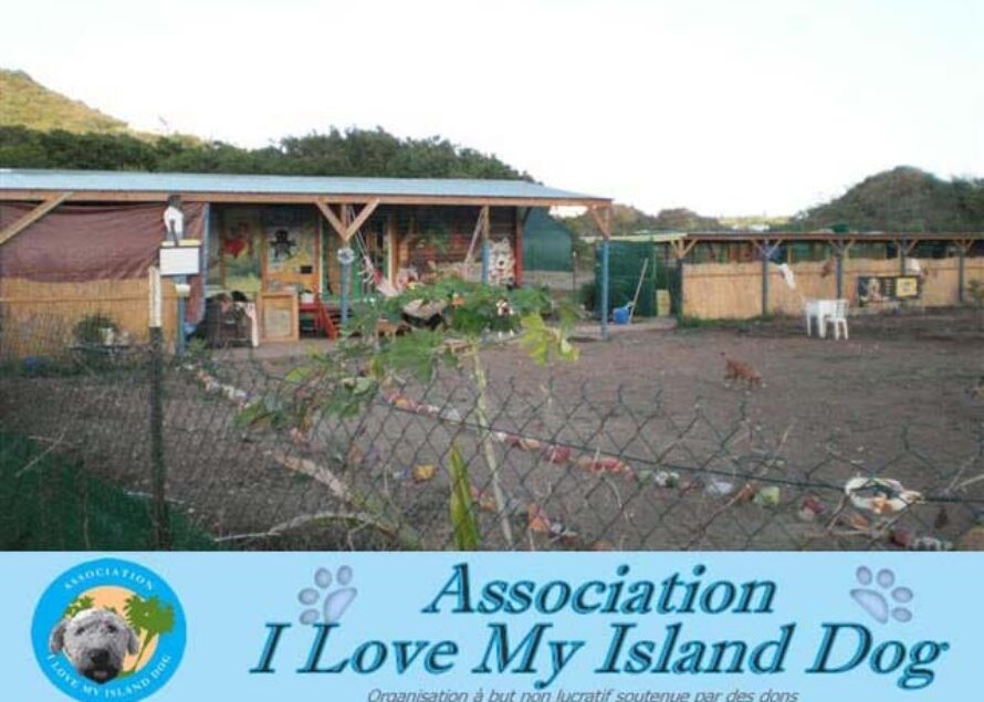 Saint-Martin : Découvrez et aidez ” I love my Island Dogs Association “