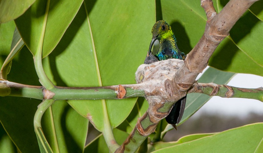 Green-throated-Carib