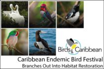 Environment – Caribbean Endemic Bird Festival Branches Out Into Habitat Restoration