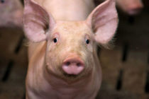 Crise du Porc : Un lisier qui sent mauvais pour le gouvernement et les éleveurs