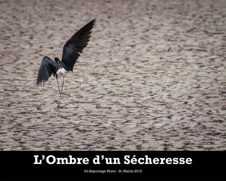 Des sélections du reportage photo L'Ombre d'une Sécheresse seront exposées au Migratory Bird Festival.