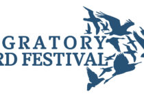 Le Migratory Bird Festival (festival des oiseaux migrateurs) revient à St. Martin