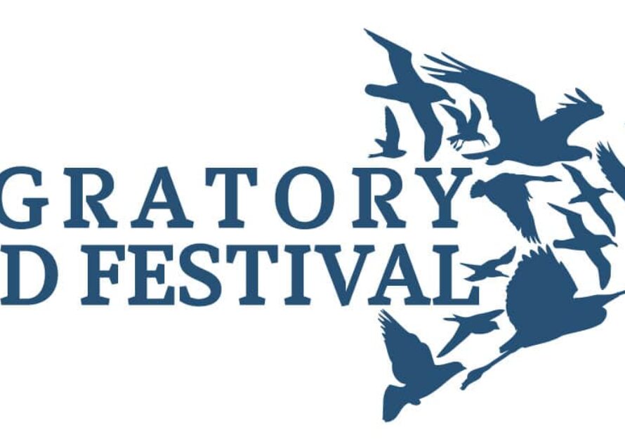 Le Migratory Bird Festival (festival des oiseaux migrateurs) revient à St. Martin