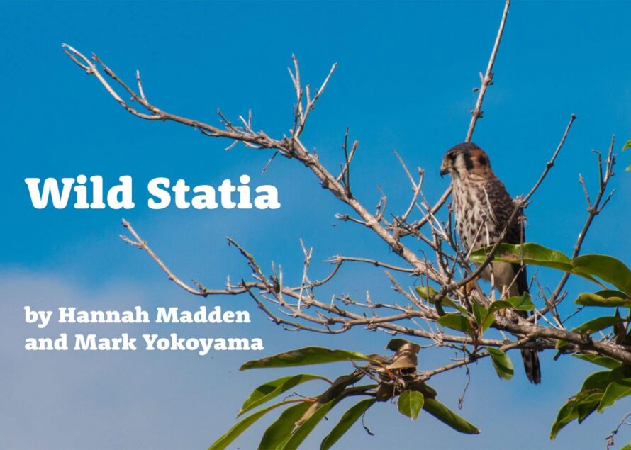 Discover Stories of Statia’s Wildlife in Free Wild Statia Ebook