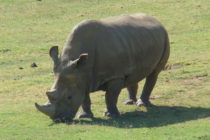 Un des 4 derniers rhinocéros blancs du nord est mort