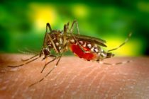 Le premier vaccin de prévention contre la dengue va être mis sur le marché au Mexique