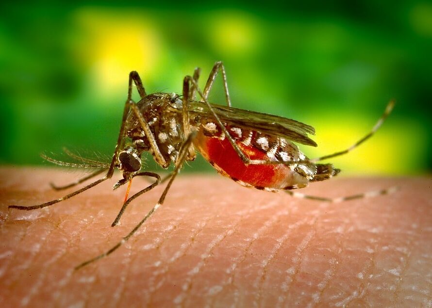Le premier vaccin de prévention contre la dengue va être mis sur le marché au Mexique