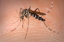 Antilles-Guyane : plusieurs destinations déconseillées à cause du Zika