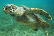 VIDEO – Sauvetage d’une tortue Carette à Scrub Island