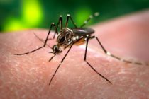 Les Antilles-Guyane concernés par une épidémie de Zika