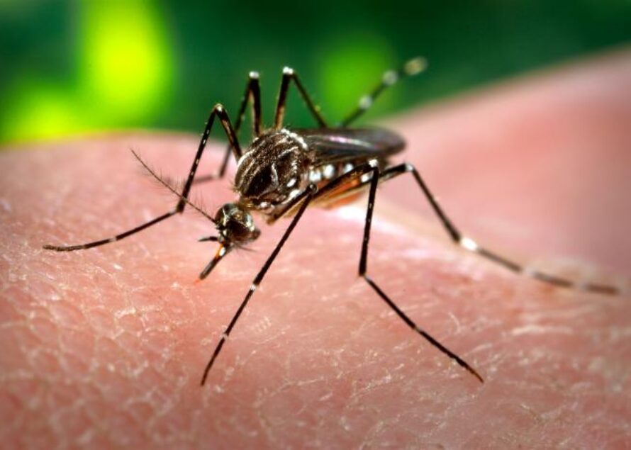12 cas avérés de Zika en Martinique