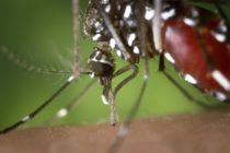 Premier cas de femme enceinte atteinte du Zika en Europe