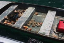 Saint Martin : Pêche illégale de lambis