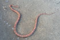 Saint-Martin : Découverte d’un serpent à colombier… Très probablement un serpent des blés ( Pantherophis guttatus )