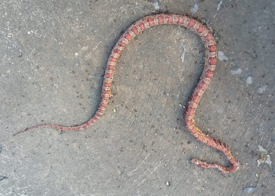 Saint-Martin : Découverte d’un serpent à colombier… Très probablement un serpent des blés ( Pantherophis guttatus )