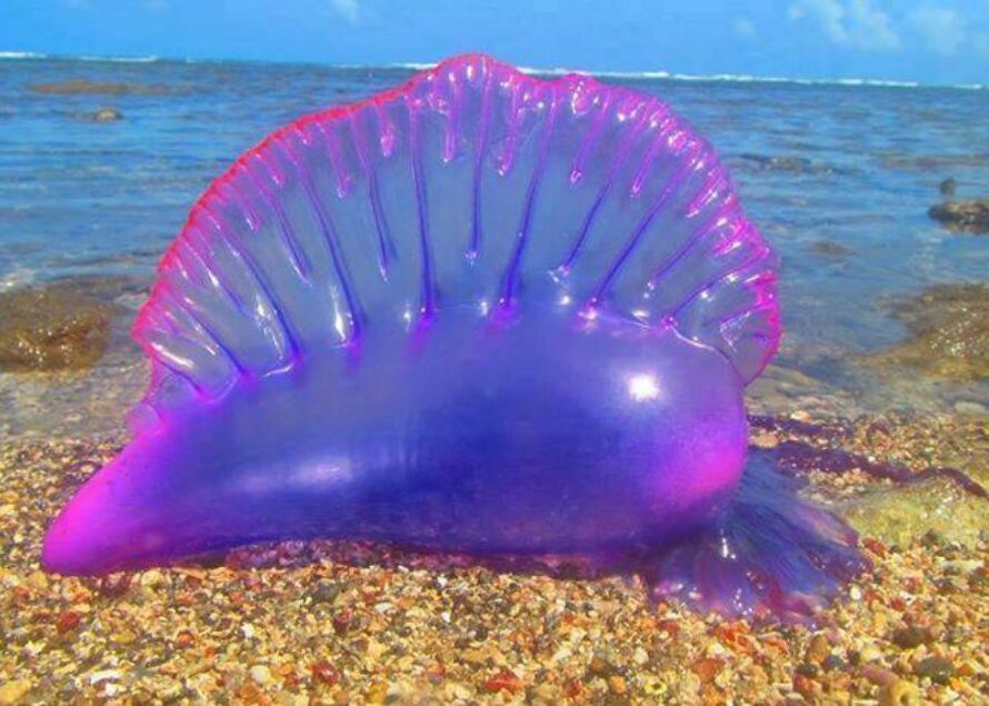 La galère portugaise aussi appelée “vessie de mer” s’invite sur les côtes Antillaises : Surtout ne jamais la toucher !