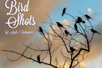 Learn Bird Photography with Free Ebook from Les Fruits de Mer