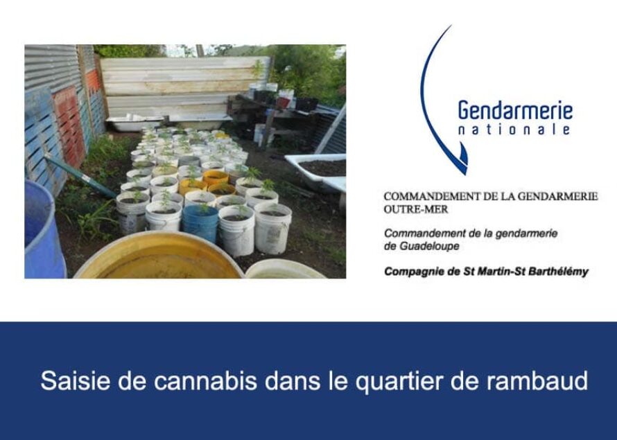 Gendarmerie : 121 pieds de cannabis, 234 gr de feuilles de cannabis séché ainsi que 277 gr de tête découvert dans le quartier de rambaud