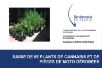 Gendarmerie : SAISIE DE 65 PLANTS DE CANNABIS ET DE PIÈCES DE MOTO DÉROBÉES